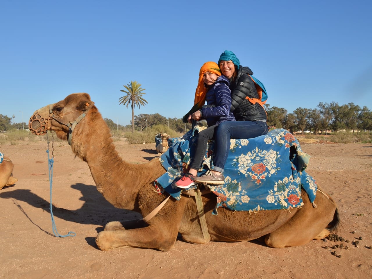 agadir camel ride experience